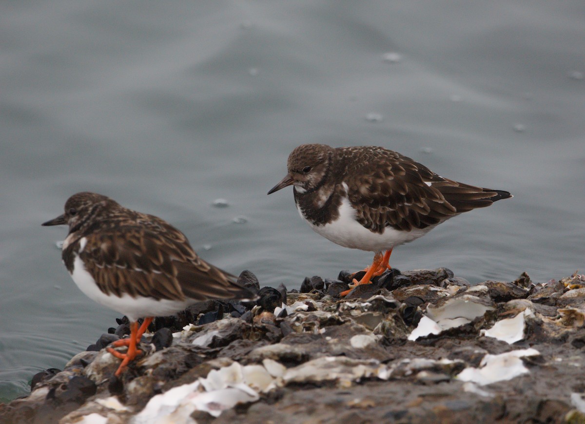 Ruddy Turnstone - ML613551768