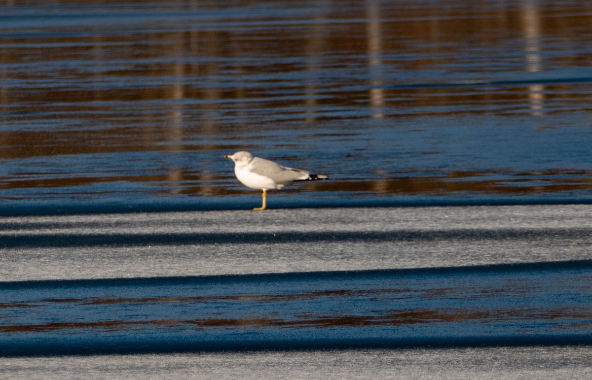 Ring-billed Gull - ML613551772