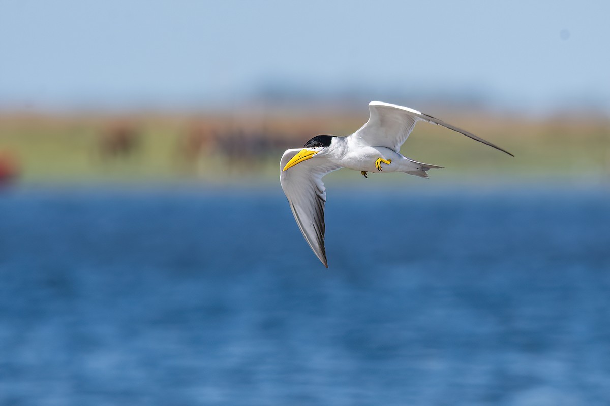 Large-billed Tern - ML613551847