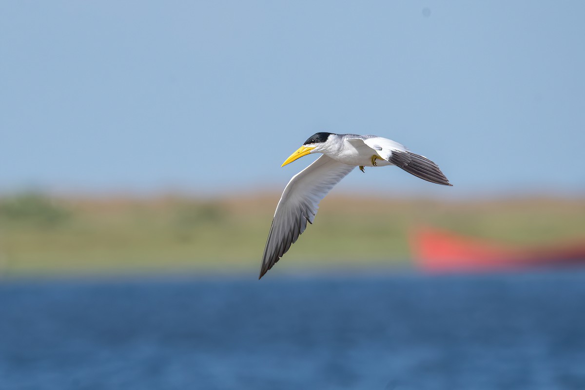 Large-billed Tern - ML613551848