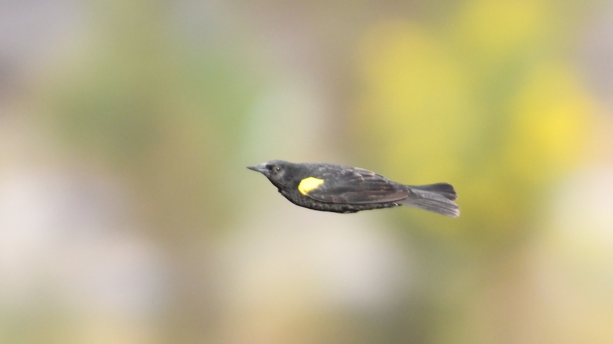 Yellow-winged Blackbird - ML613552028