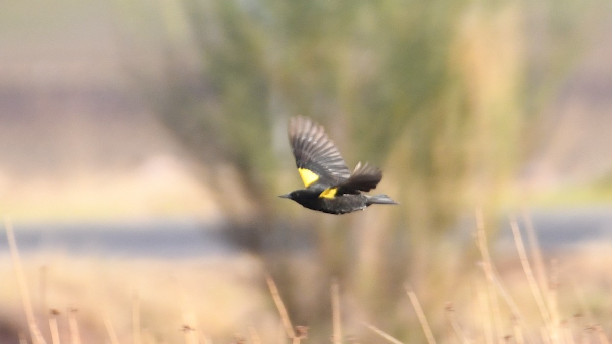 Yellow-winged Blackbird - ML613552033