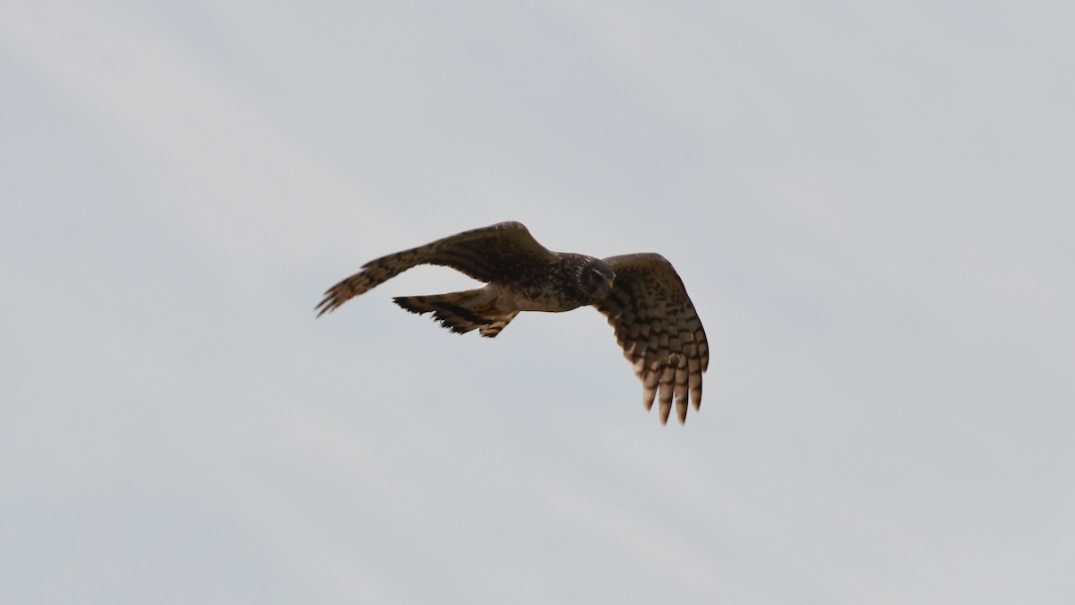 Cinereous Harrier - ML613552044