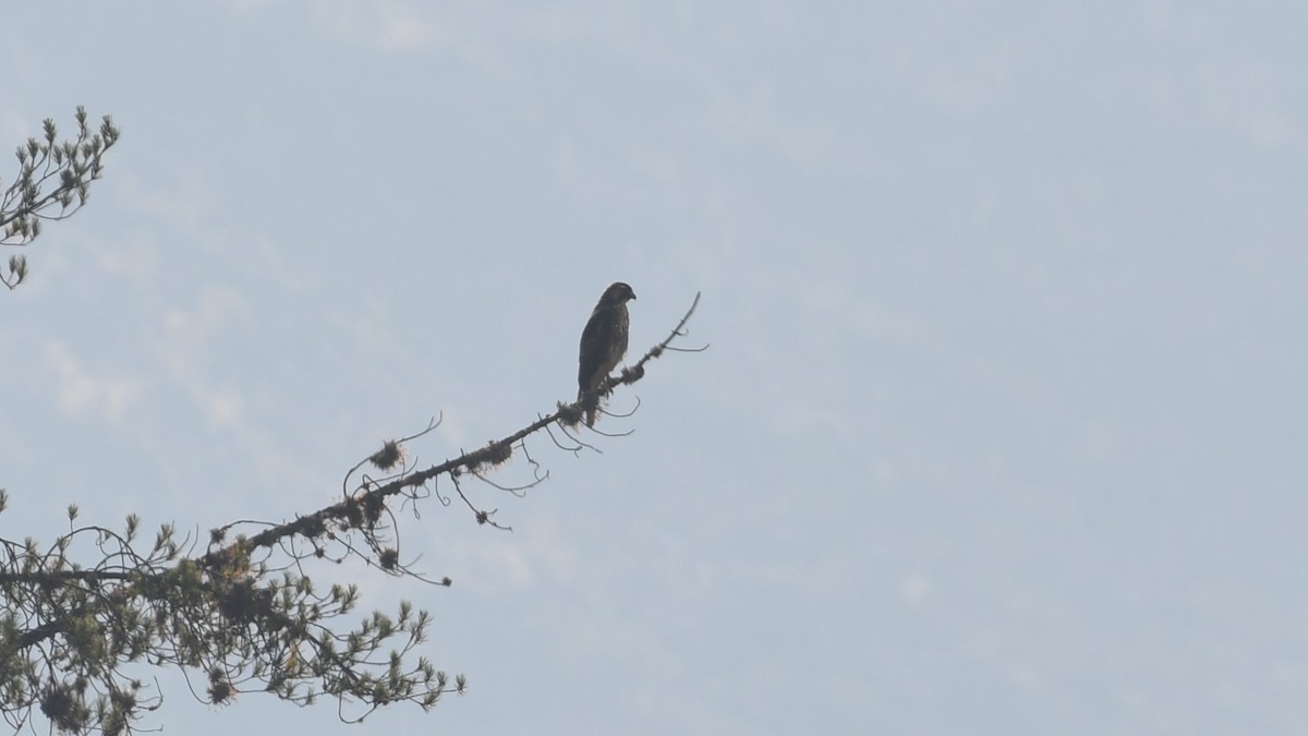 Cinereous Harrier - ML613552053