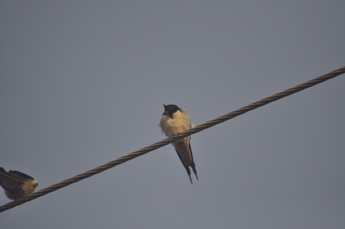 Barn Swallow - ML613552086