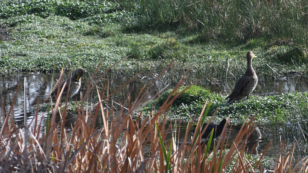 Yellow-billed Pintail - ML613552100