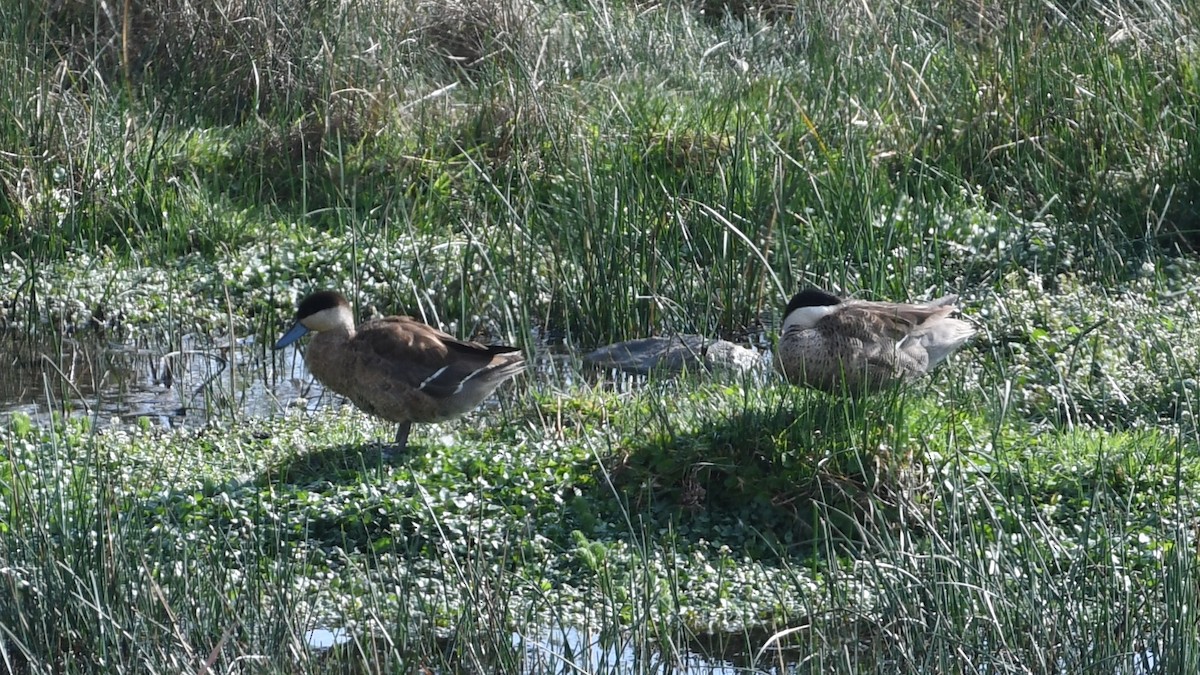 Puna Teal - Vlad Sladariu