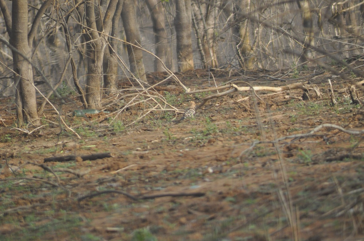 Eurasian Hoopoe - ML613552196