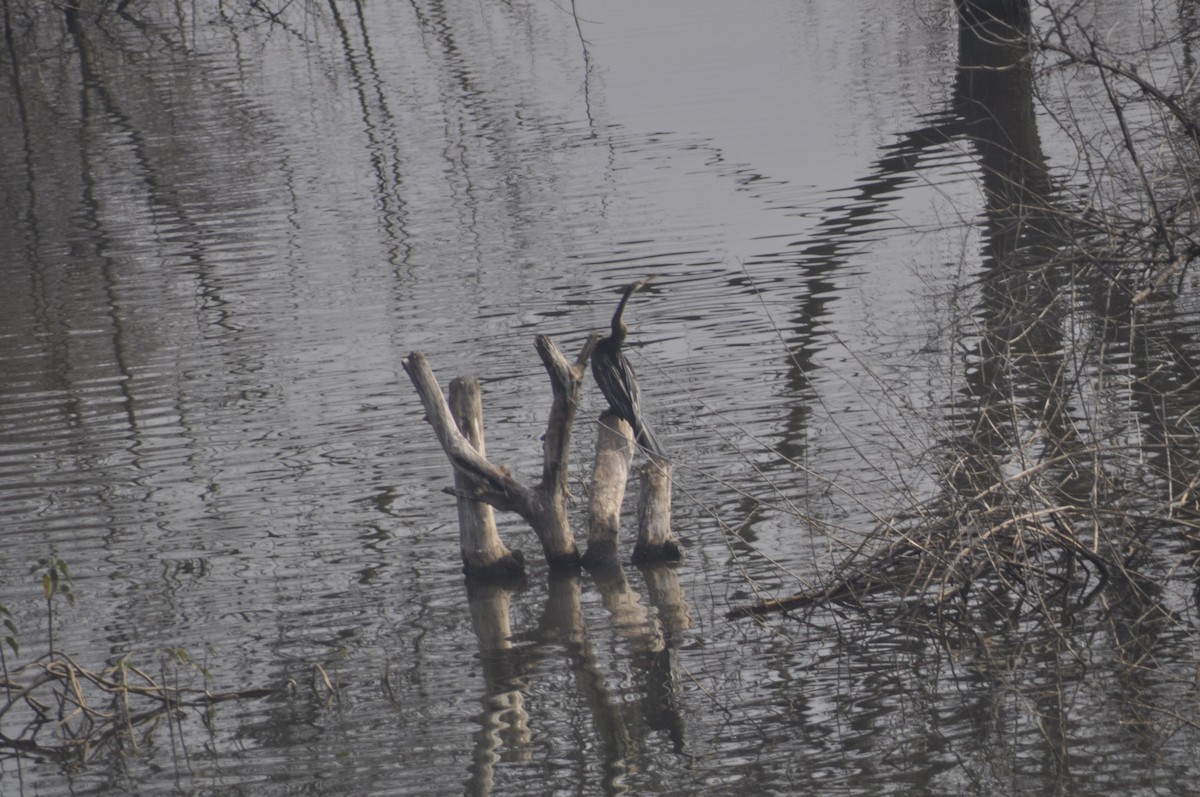 Oriental Darter - ML613552269