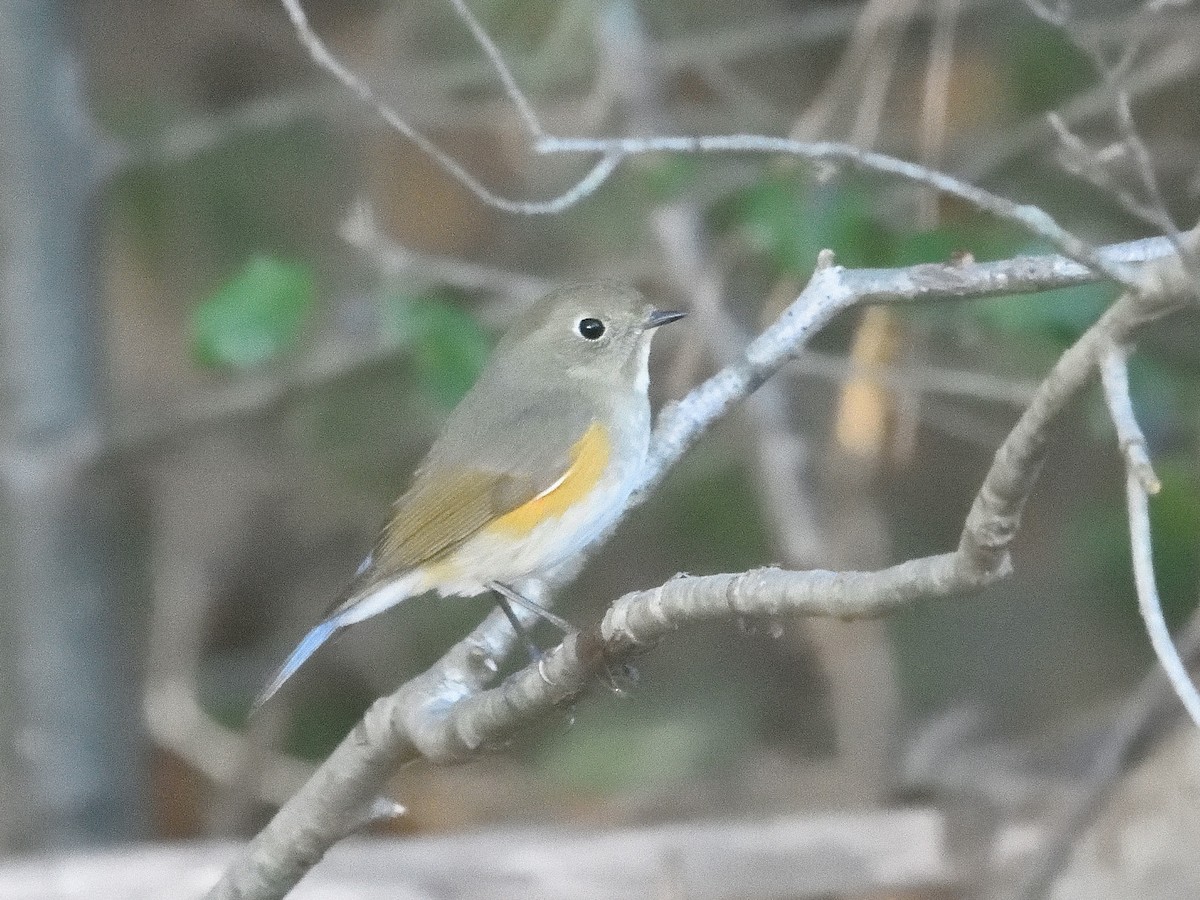 Robin à flancs roux - ML613552320