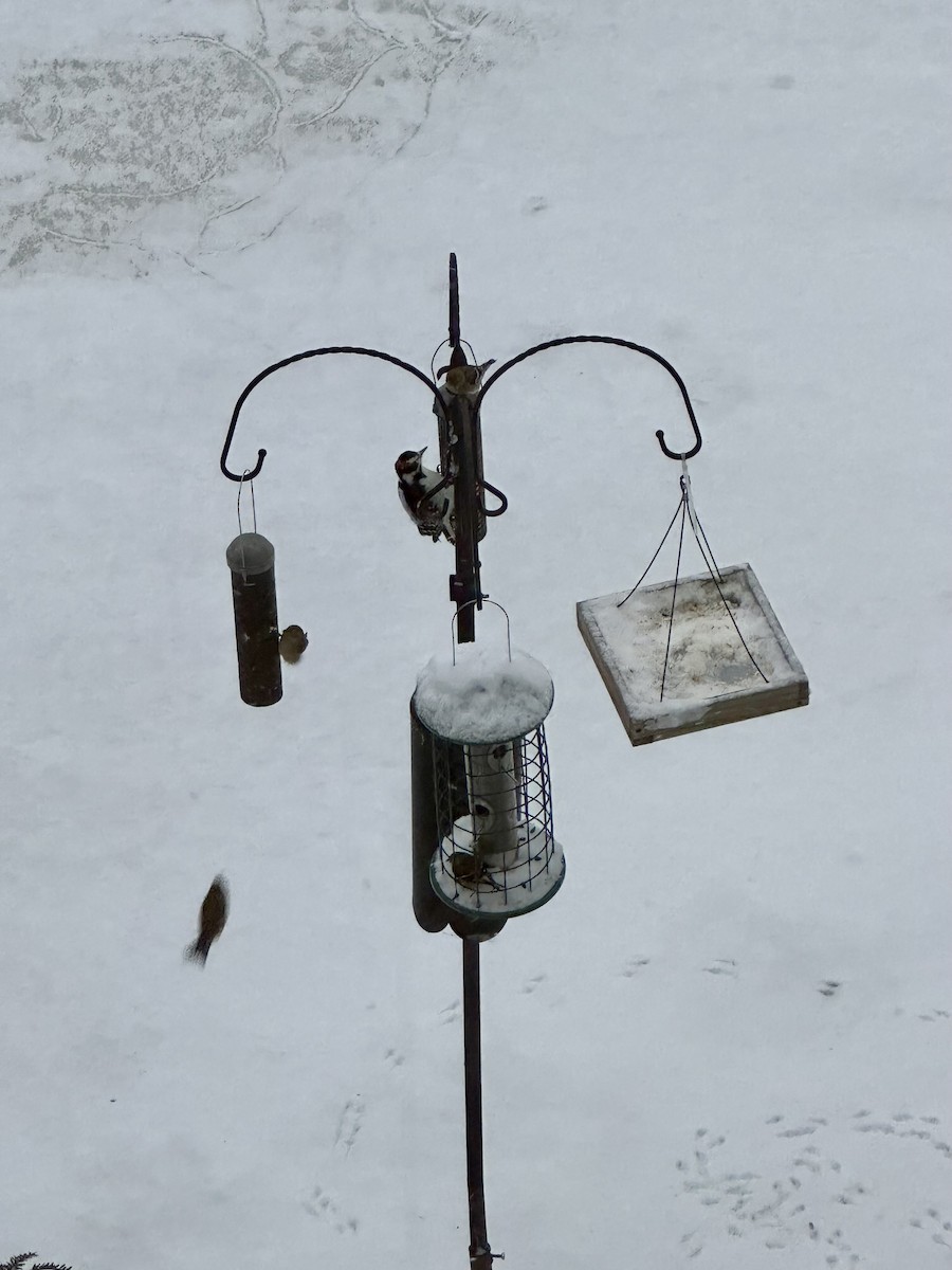 American Goldfinch - ML613552534