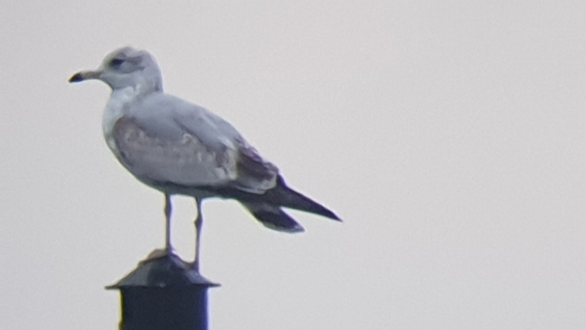 Ring-billed Gull - ML613552579