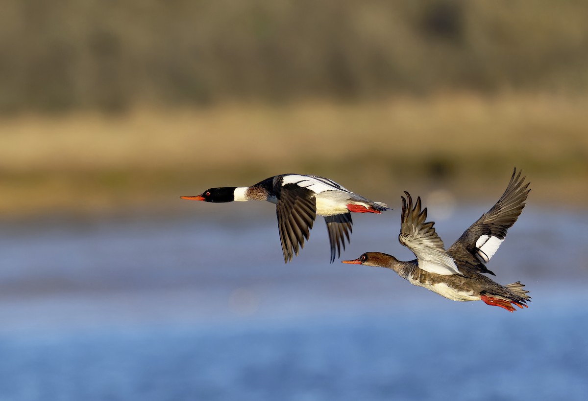 Red-breasted Merganser - ML613552580