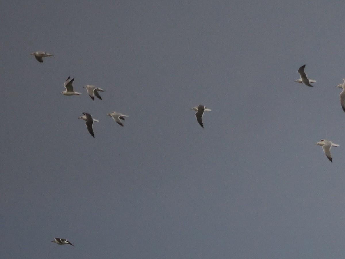 Lesser Black-backed Gull - Clay Bliznick