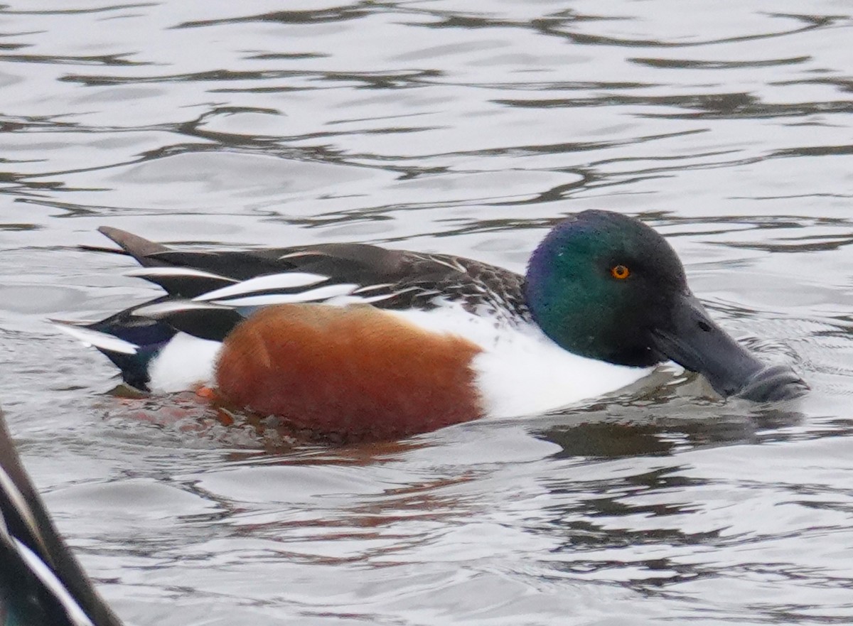 Northern Shoveler - ML613552688