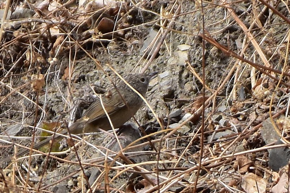 Prinia crinigère - ML613552741