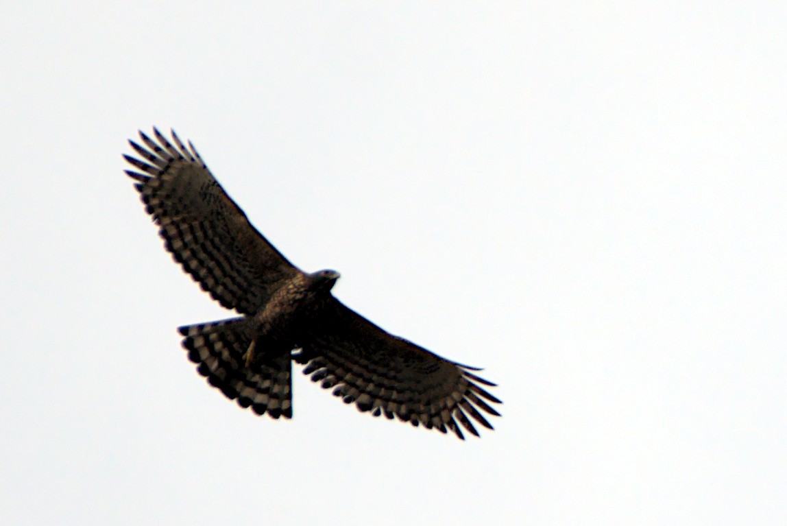 Mountain Hawk-Eagle - Harish Dobhal