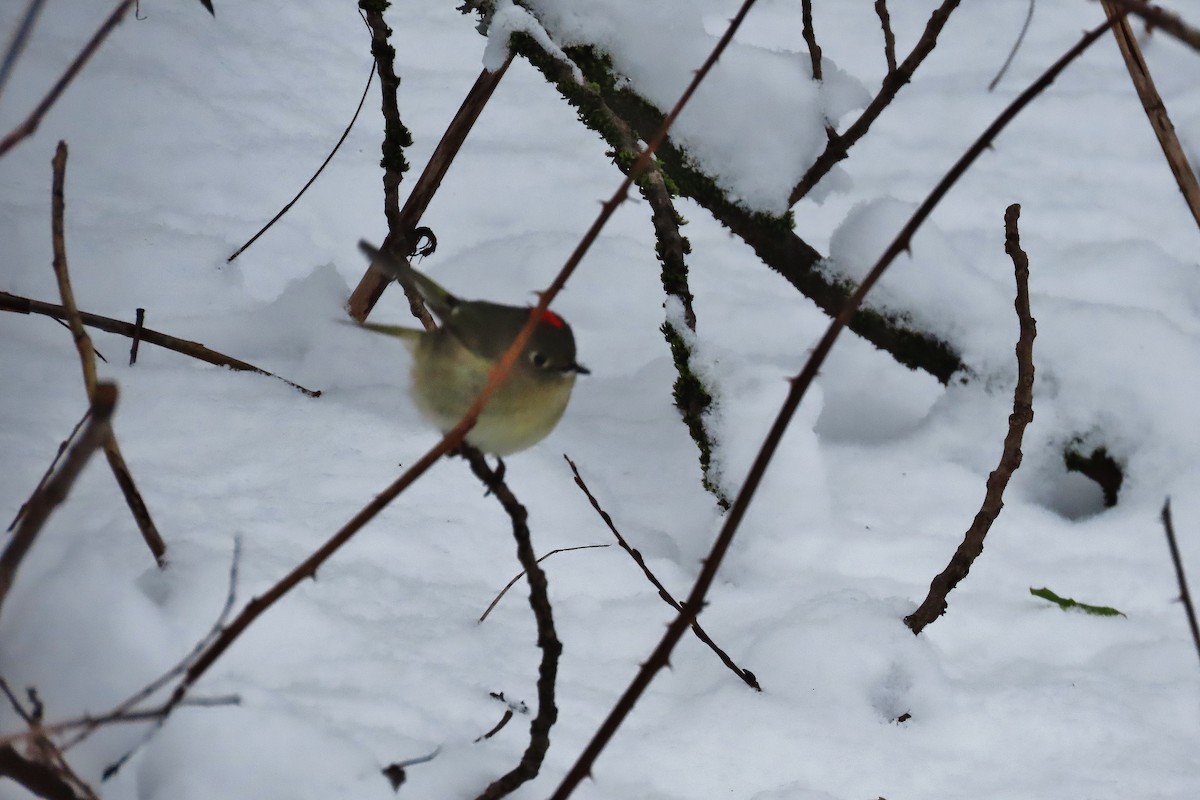 Ruby-crowned Kinglet - ML613552749