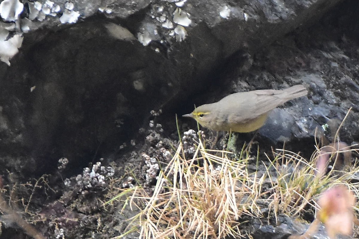 Sulphur-bellied Warbler - ML613552766