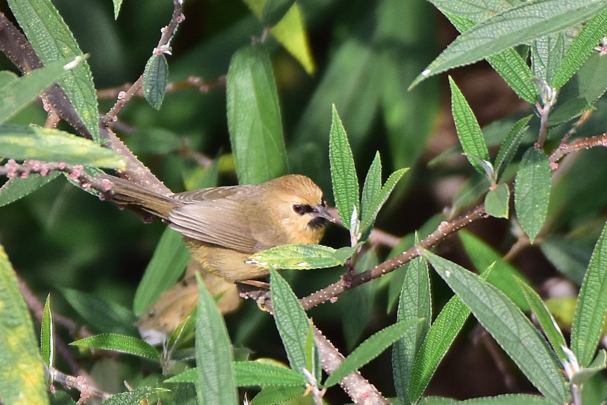 Black-chinned Babbler - ML613552781