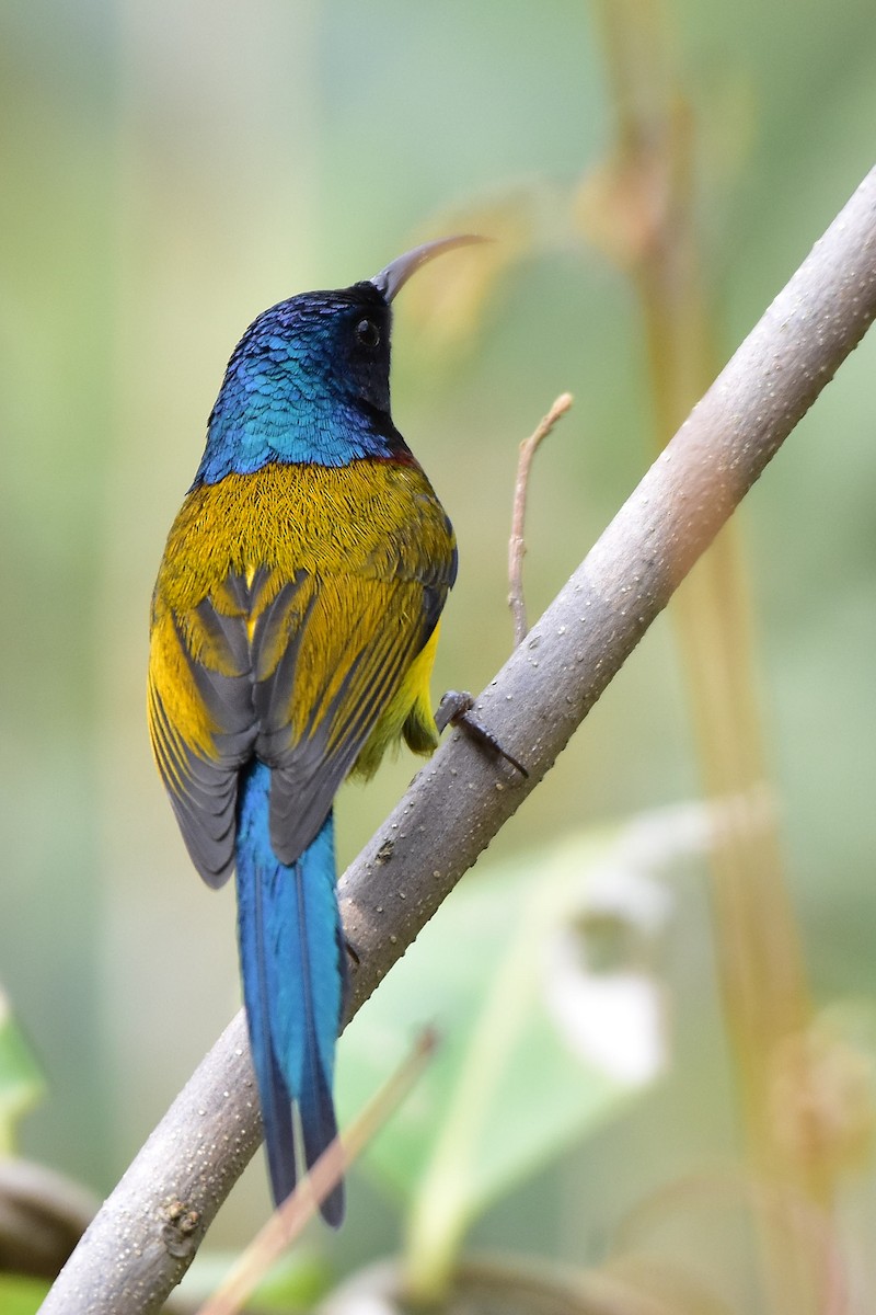 Green-tailed Sunbird - ML613552789