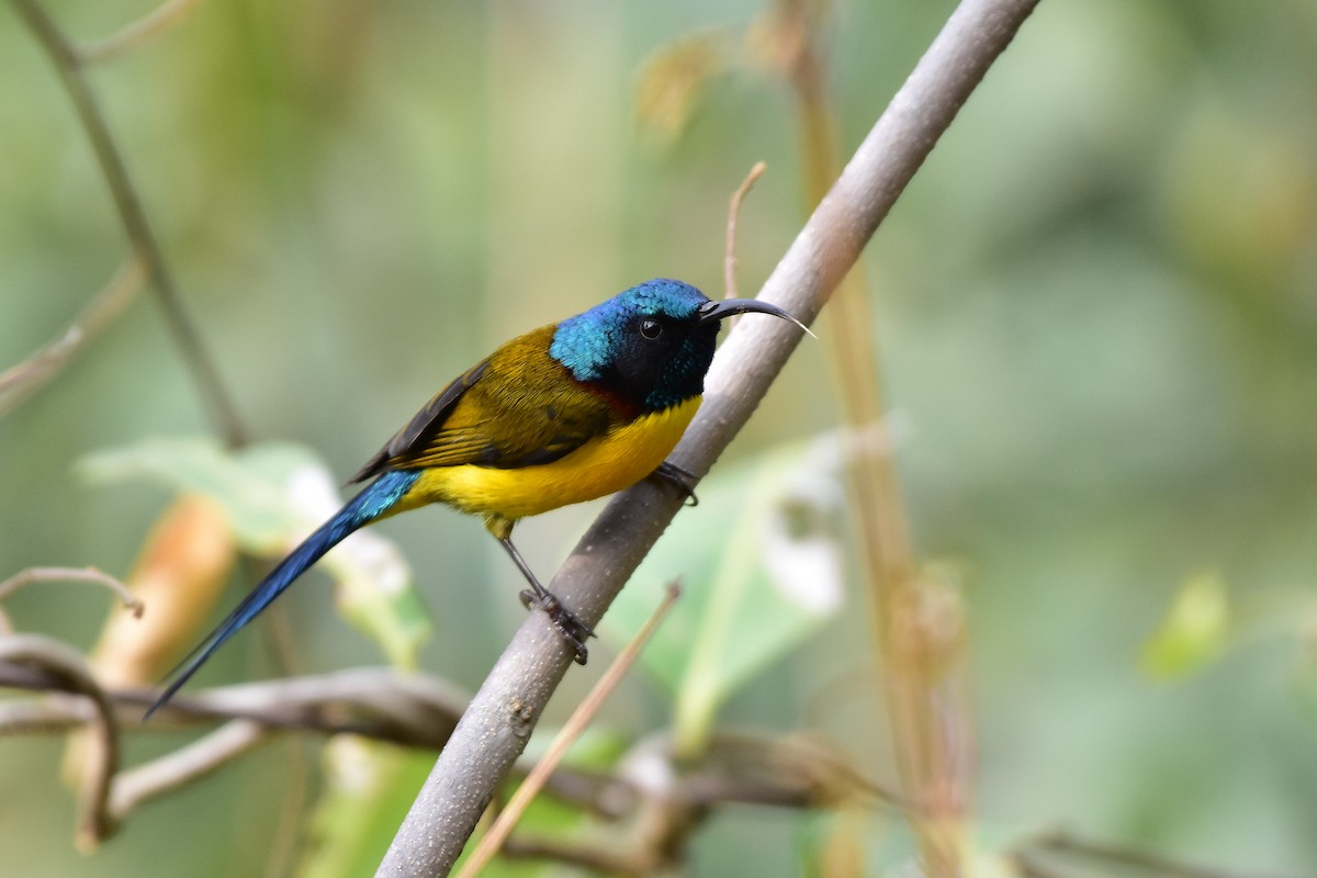 Green-tailed Sunbird - ML613552790