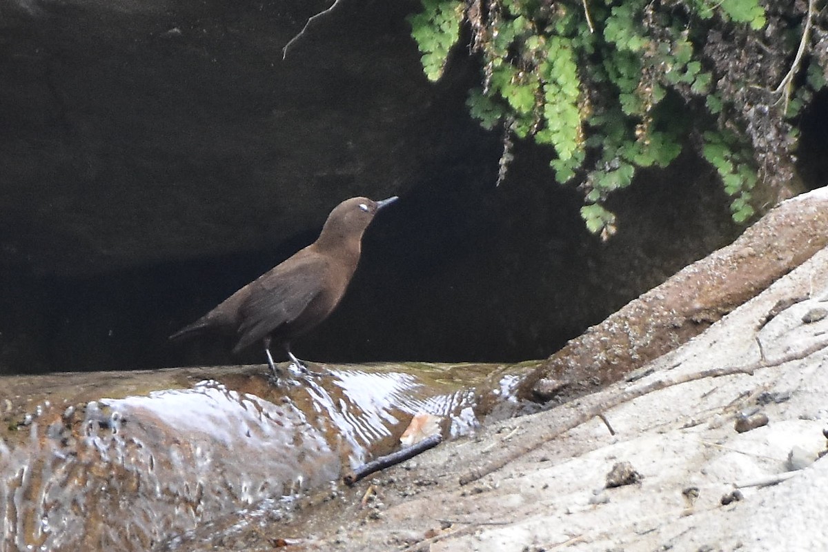 Brown Dipper - ML613552794