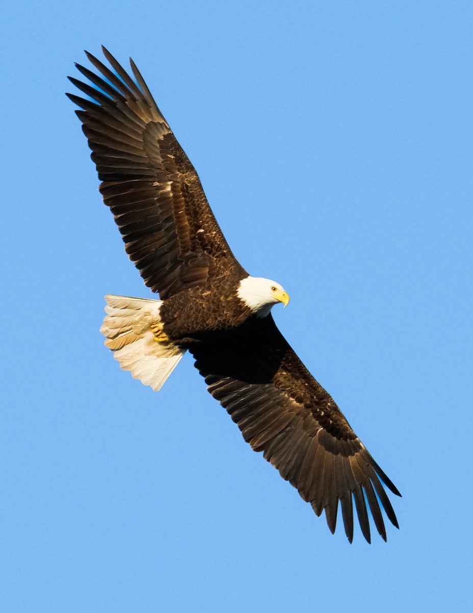 Bald Eagle - Martin Mau