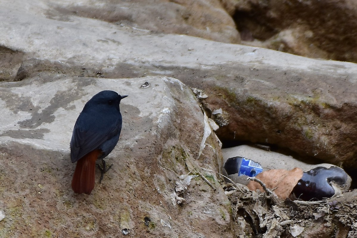 Plumbeous Redstart - Harish Dobhal