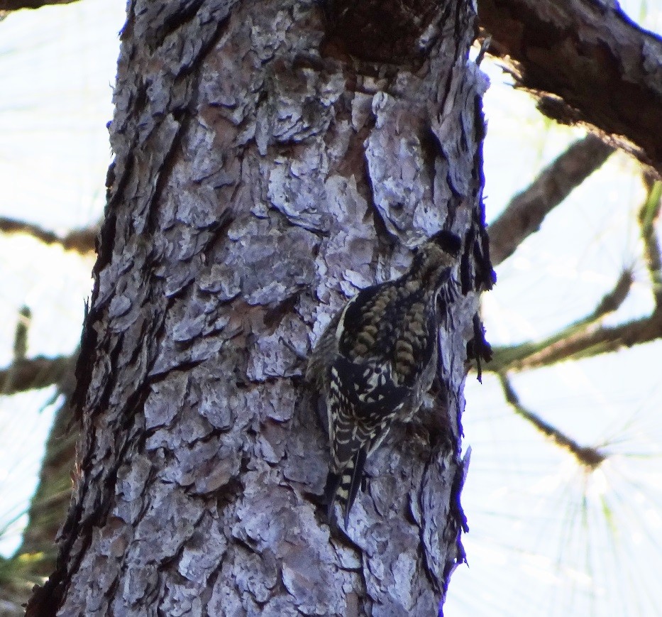 Yellow-bellied Sapsucker - ML613552821