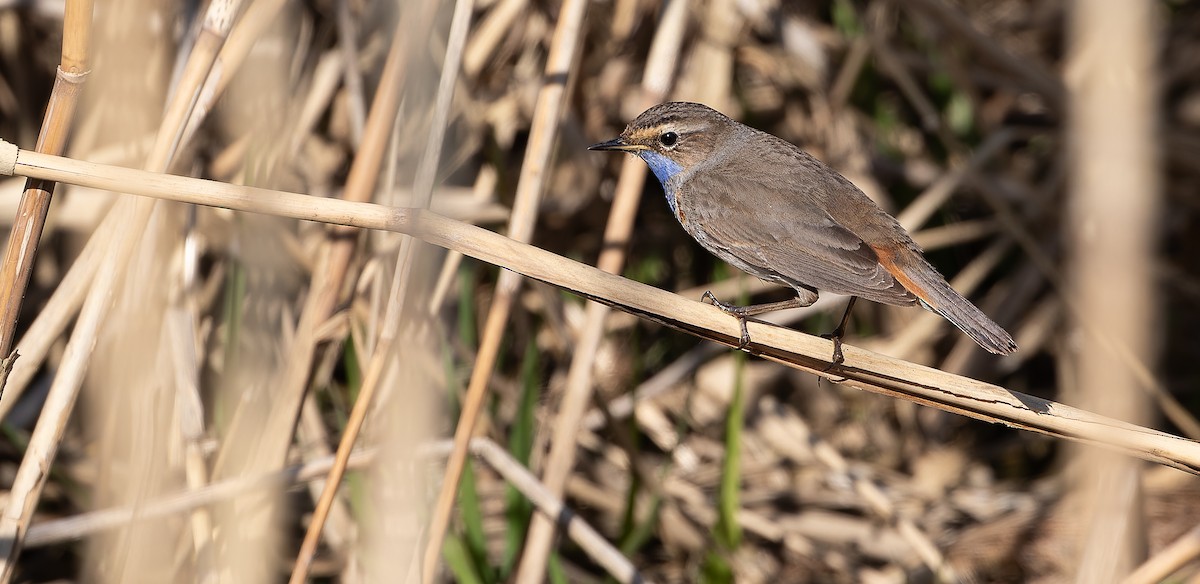 Bluethroat (White-spotted) - ML613552836