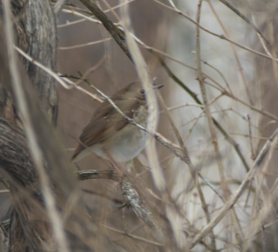 Hermit Thrush - Nova Scotia Bird Records