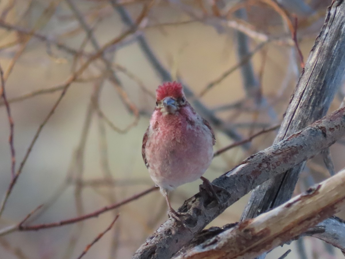 Cassin's Finch - ML613552870