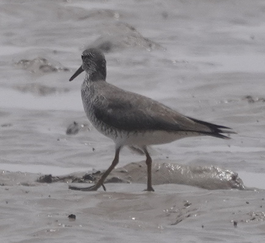 Gray-tailed Tattler - ML613552881