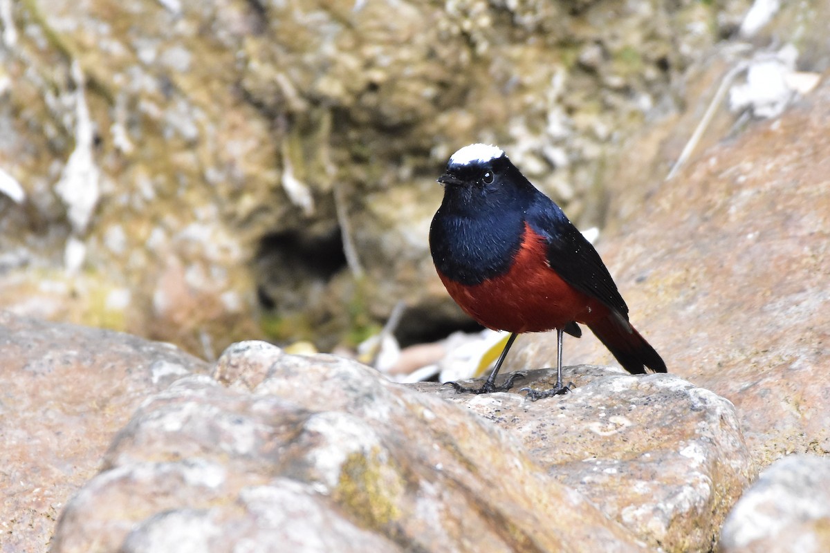 White-capped Redstart - ML613552882