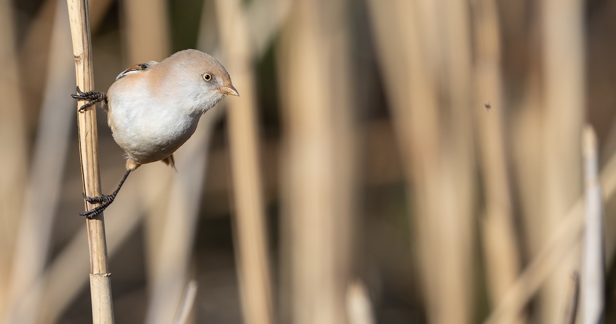 Bearded Reedling - ML613552916