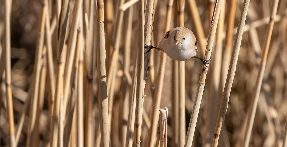 Bearded Reedling - ML613552920