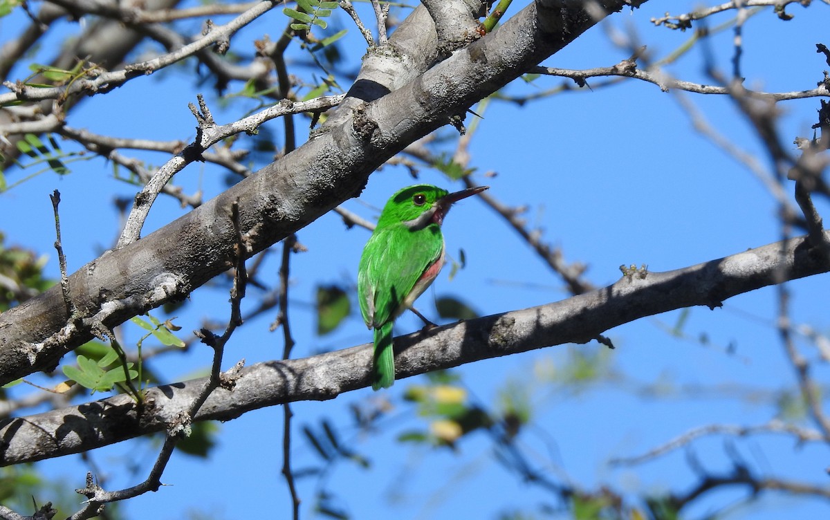 Broad-billed Tody - Julio Araujo