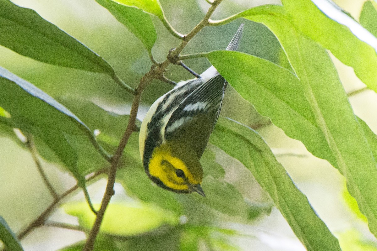 Black-throated Green Warbler - Raúl Álvarez