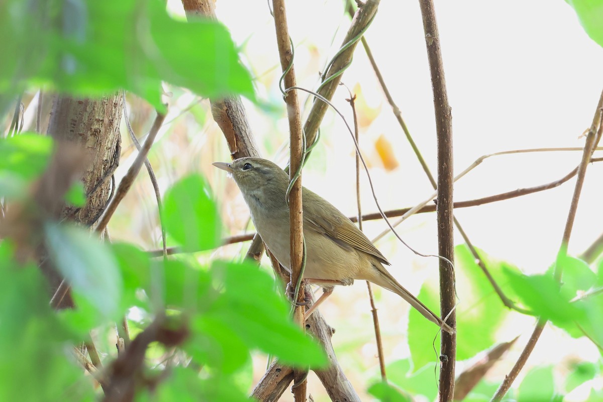 Manchurian Bush Warbler - 志民 蘇