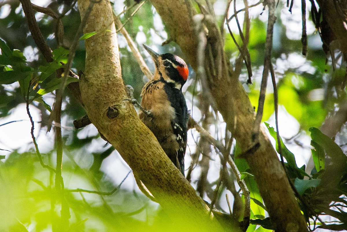Hairy Woodpecker - Raúl Álvarez