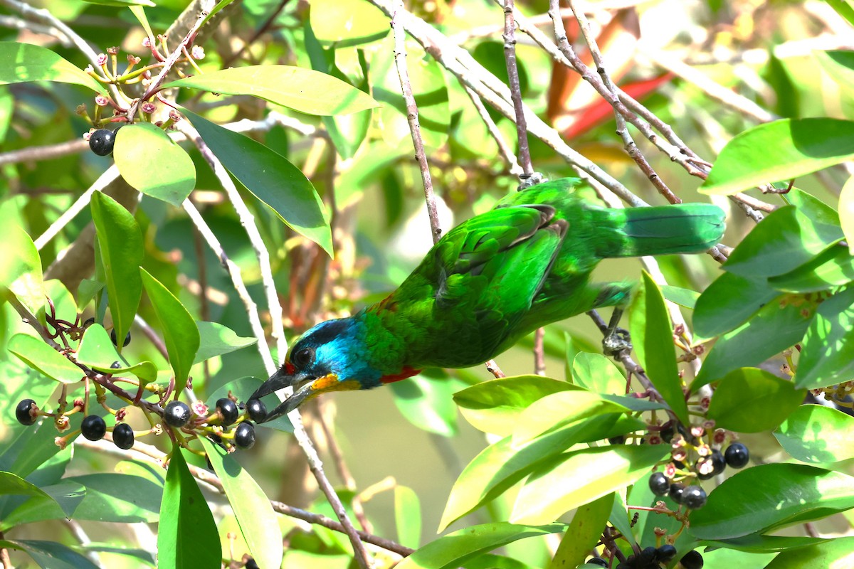 Taiwan Barbet - ML613552979