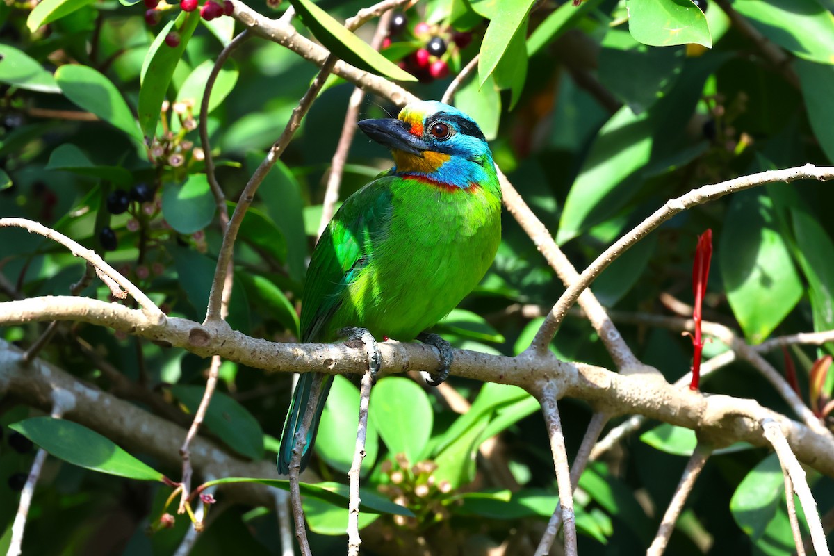 Taiwanbartvogel - ML613552980