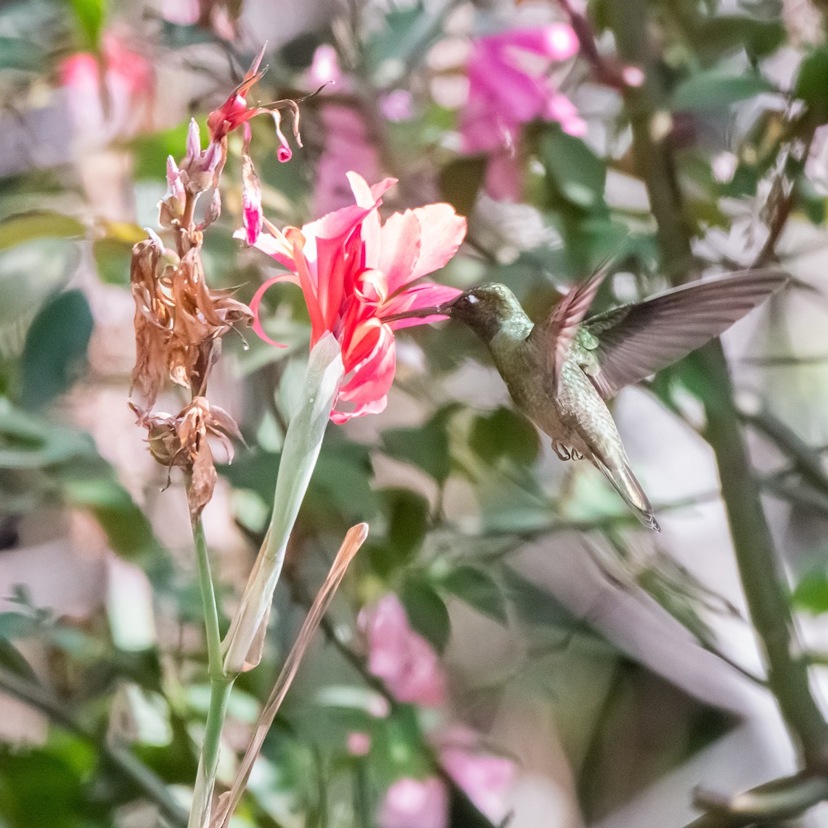 kolibřík skvostný - ML613553043
