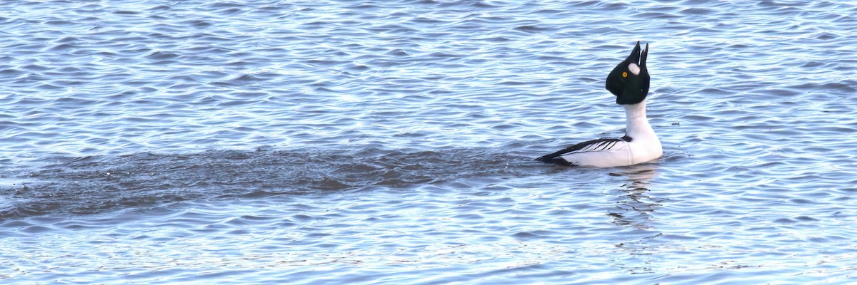 鵲鴨 - ML613553052