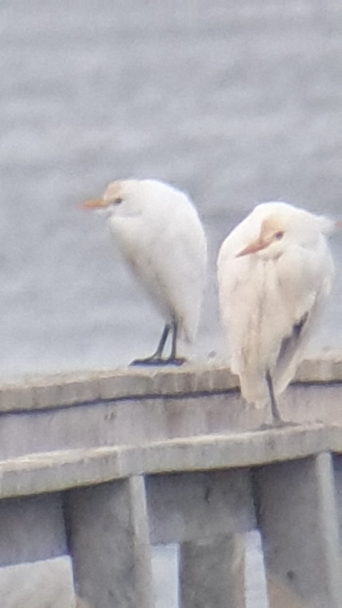 Western Cattle Egret - ML613553077