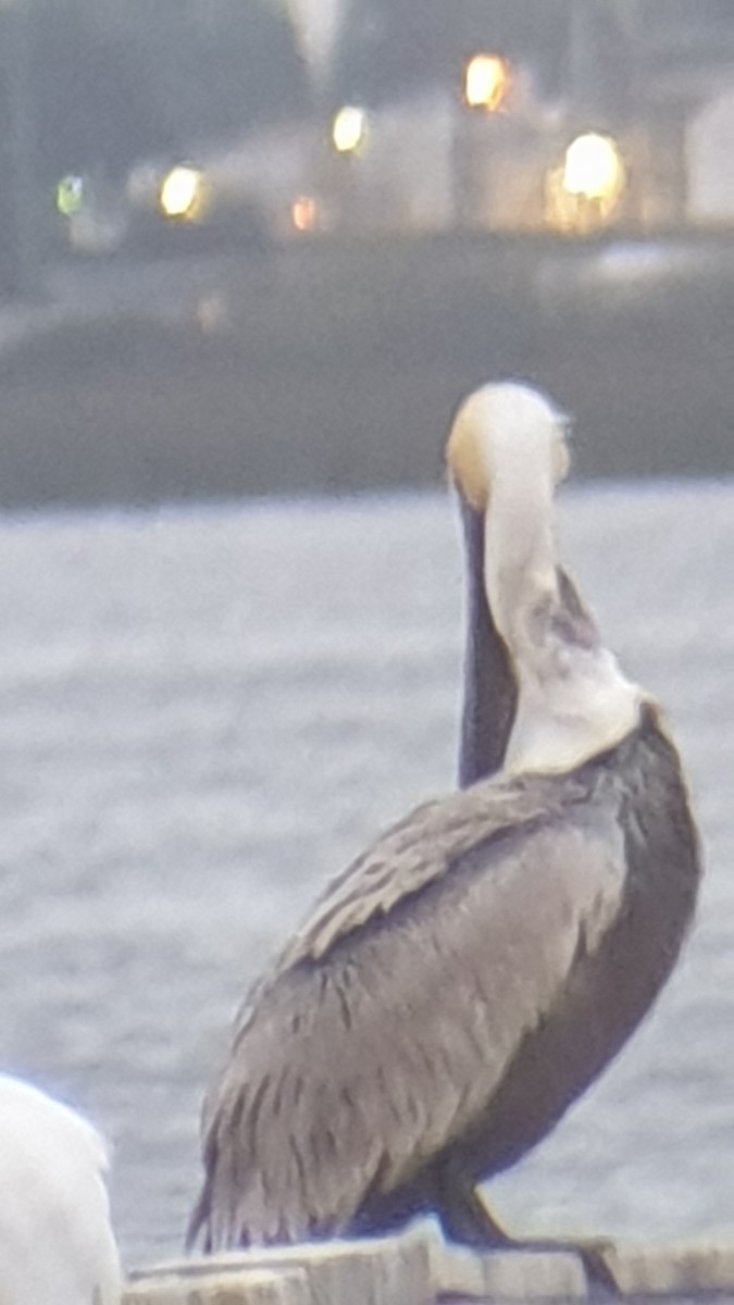 Brown Pelican - ML613553092