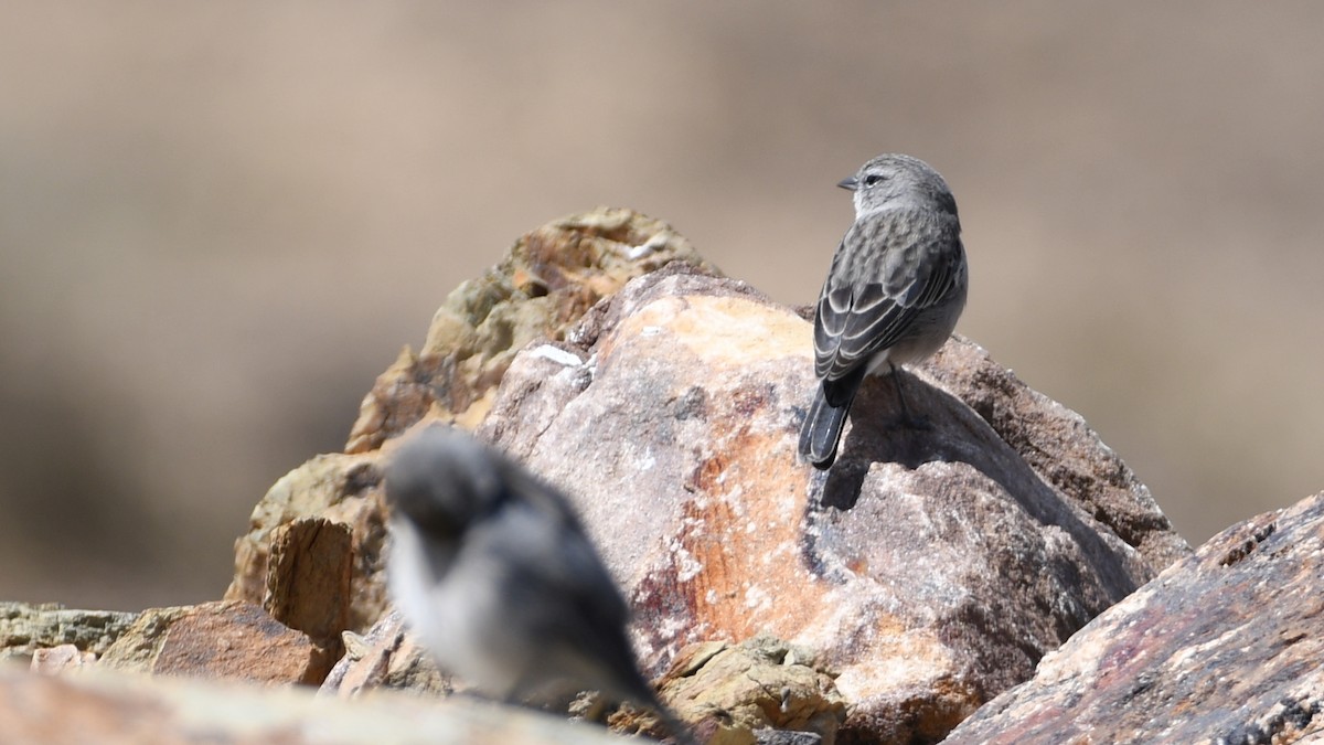 Ash-breasted Sierra Finch - Vlad Sladariu