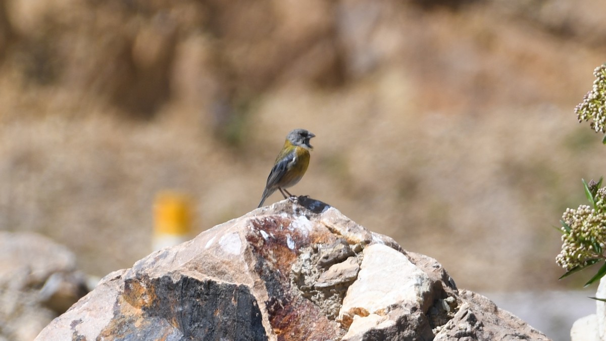 Peruvian Sierra Finch - Vlad Sladariu