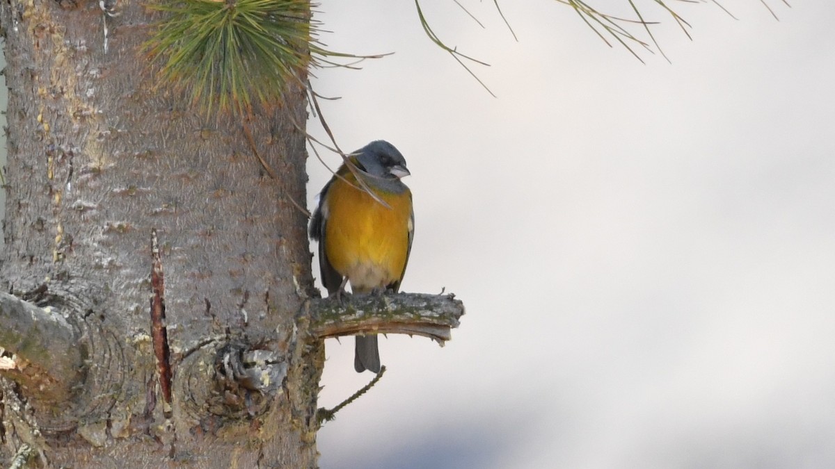 Peruvian Sierra Finch - ML613553103